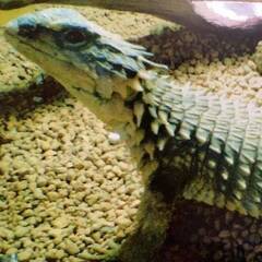 🐍全国の爬虫類仲間が集う！LINEオプチャ「レプリストハチュグル」メンバー募集中✨ - メンバー募集