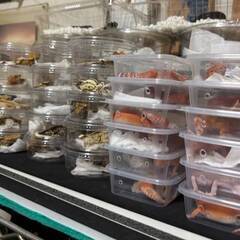 🐍全国の爬虫類仲間が集う！LINEオプチャ「レプリストハチュグル」メンバー募集中✨ - チャット