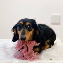 ダックスフンド・カニーヘン