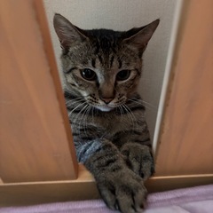 人懐っこくて甘えん坊のねこ里親募集