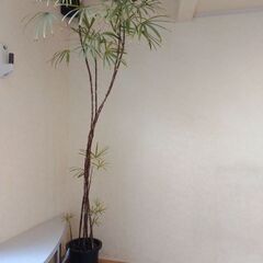 大きな棕櫚の木　シュロの画像