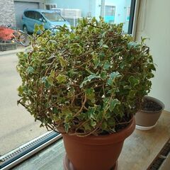 丸いアイビーの画像