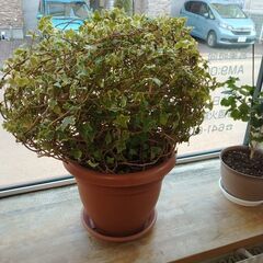 丸いアイビーの画像