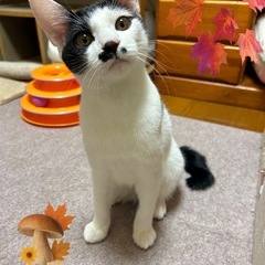 チュールくん♂7ヶ月可愛い💗sweetボーイです