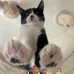 シャイなクロカンくん♂7ヶ月