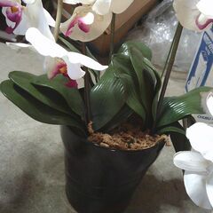 きれいな「ランの造花」鉢入りの画像
