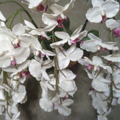 きれいな「ランの造花」鉢入りの画像