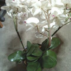 きれいな「ランの造花」鉢入りの画像