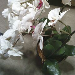 きれいな「ランの造花」鉢入りの画像