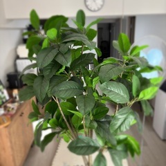 IKEA 人工観葉植物の画像