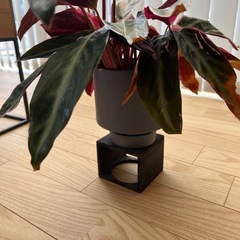 【観葉植物】カラテアホワイトスター、鉢、プランターボックスつき付きの画像