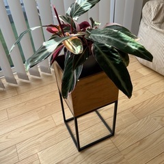 【観葉植物】カラテアホワイトスター、鉢、プランターボックスつき付きの画像