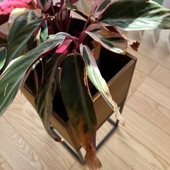 【観葉植物】カラテアホワイトスター、鉢、プランターボックスつき付きの画像