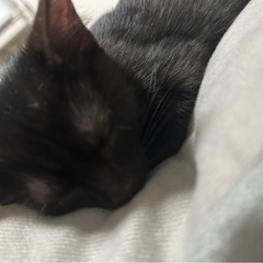 生涯大切に飼ってくださる方を募集します