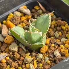 【価格破壊】アガベフィリグリー子株鉢ごとの画像