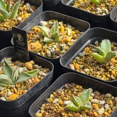 【価格破壊】アガベフィリグリー子株鉢ごとの画像