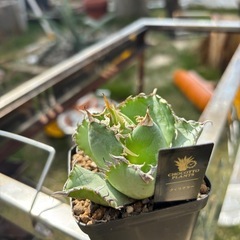 【価格破壊】アガベフィリグリー子株鉢ごとの画像