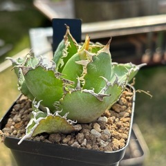 【価格破壊】アガベフィリグリー子株鉢ごとの画像