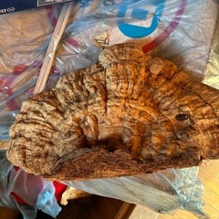 サルの腰掛けの画像