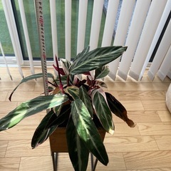 【観葉植物】カラテアホワイトスター、鉢、プランターボックスつき付きの画像