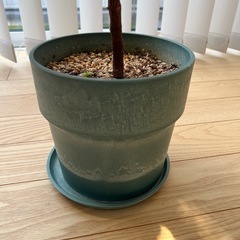 【観葉植物】フィカスティネケ鉢付きの画像