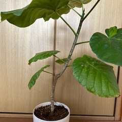 観葉植物 フィカス ウンベラータの画像