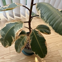 【観葉植物】フィカスティネケ鉢付きの画像