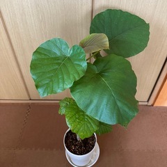 観葉植物 フィカス ウンベラータの画像