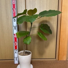 観葉植物 フィカス ウンベラータの画像