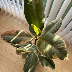 【観葉植物】フィカスティネケ鉢付きの画像