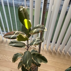 【観葉植物】フィカスティネケ鉢付きの画像