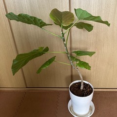 観葉植物 フィカス ウンベラータの画像