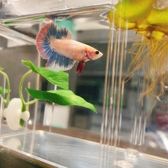 熱帯魚　ベタ　ハーフムーン♂の画像