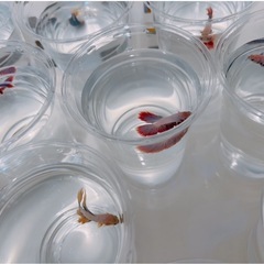 熱帯魚　ベタ　ハーフムーン♂の画像