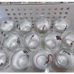 熱帯魚　ベタ　ハーフムーン♂の画像