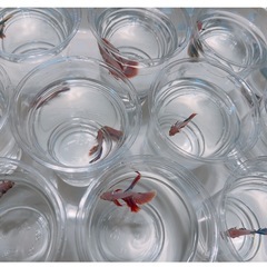 熱帯魚　ベタ　ハーフムーン♂の画像