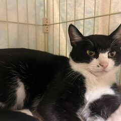 ララ♀　推定2023～24年生　11月8日㈯立川市ウィズマル動物...