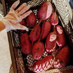 【さつまいも５Kg】の画像