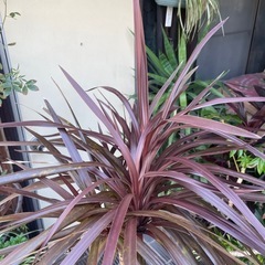 観葉植物　コルジリネ・レッド　高さ１７５センチの画像