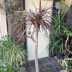 観葉植物　コルジリネ・レッド　高さ１７５センチの画像