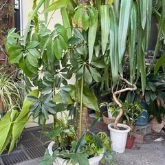 観葉植物　ユッカ寄せ植え　高さ２３０センチ
の画像