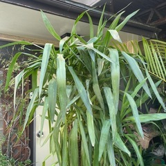 観葉植物　ユッカ寄せ植え　高さ２３０センチ
の画像