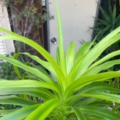 観葉植物　カンボジアーナ　高さ１８０センチの画像