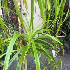 観葉植物　カンボジアーナ　高さ１８０センチの画像