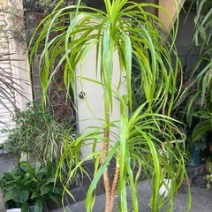 観葉植物　カンボジアーナ　高さ１８０センチの画像