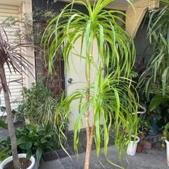 観葉植物　カンボジアーナ　高さ１８０センチの画像