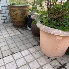 ピータン瓶、壺 全部回収出来る方の画像