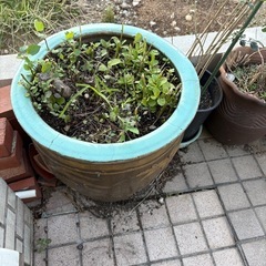 ピータン瓶、壺 全部回収出来る方の画像