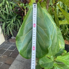 観葉植物　リラータ　高さ１６０センチの画像