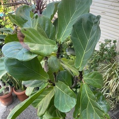 観葉植物　リラータ　高さ１６０センチの画像